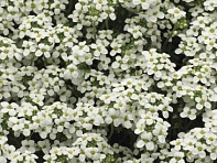 Гутчинзия альпийская (Icecube)