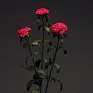 Гвоздика турецкая (Dianthus barbatus)