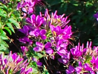 Клеома Хасслера (Sparkler 2.0 F1)