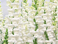 Львиный зев (Антирринум) большой (Overture F1)