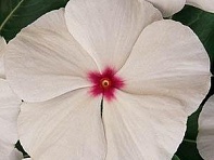 Катарантус розовый (Titan F1)