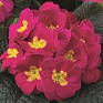 Примула бесстебельная (Primula acaulis)