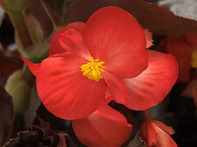 Бегония гибридная (бронзовая листва)