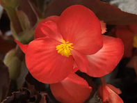 Бегония гибридная (бронзовая листва) (Baby Wing F1)