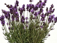 Лаванда узколистная (Avignon)