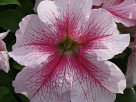 Петуния крупноцветковая (Prism F1)