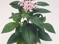 Пентас ланцетовидный (Kaleidoscope F1)