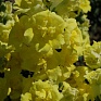 Львиный зев (Антирринум) махровый (Antirrhinum majus)