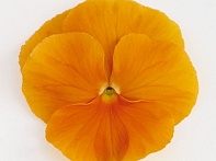 Виола виттрока