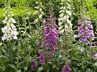 Наперстянка пурпурная