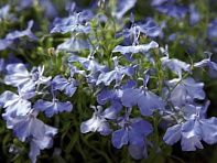 Лобелия ежевидная (Palace)