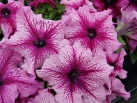 Петуния крупноцветковая (генетически компактная) (Limbo GP F1)