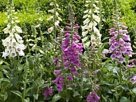 Наперстянка пурпурная (Dalmatian)