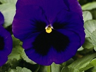 Виола Виттрока