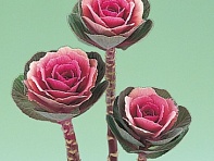 Декоративная капуста (Crane F1)