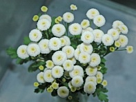 Пиретрум девичий (Baya)