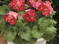 Примула обратноконическая (Libre F1)