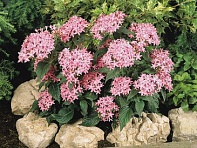 Пентас ланцетовидный (Graffiti F1)