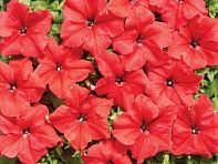 Петуния крупноцветковая (Mistral F1)