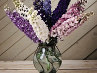 Дельфиниум высокий (Magic Fountains)