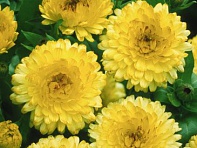 Календула лекарственная (Bon Bon)