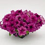 Петуния крупноцветковая (Petunia grandiflora)