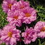 Портулак крупноцветковый (Portulaca grandiflora)