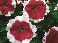 Петуния крупноцветковая (Frost F1)