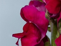 Львиный зев (Антирринум) большой (Potomac F1)