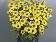 Рудбекия волосистая (Toto)