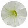 Петуния крупноцветковая (Petunia grandiflora)