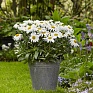 Нивяник превосходный (Leucanthemum x superbum)