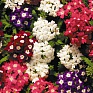 Вербена гибридная (Verbena hybrida)