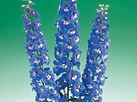 Дельфиниум высокий (Aurora F1)