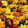 Бархатцы отклоненные (Tagetes patula)