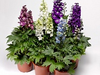 Дельфиниум высокий (генетически компактный) (Delphina)