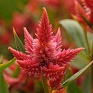 Целозия колосистая (перистая) (Celosia spicata)