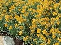 Желтушник гибридный (Citrona)