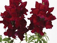 Львиный зев (Антирринум) большой (Snapshot F1)