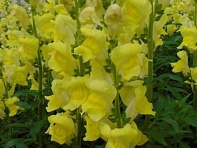 Львиный зев (Антирринум) большой (Rocket F1)