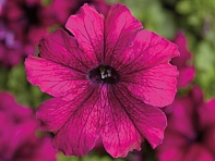 Петуния крупноцветковая (Tritunia F1)