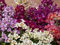 Львиный зев (Антирринум) большой (Antiquity F1)