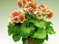 Примула обратноконическая (Libre F1)