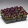 Виола рогатая (Viola cornuta)