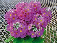 Примула нежная (New Fuji)