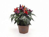 Перец летний (Conga)