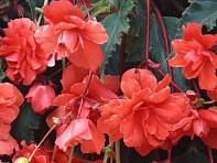 Бегония клубневая махровая ампельная (Sun Dancer F1)