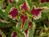 Колеус гибридный (Wizard)