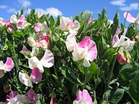 Горошек душистый (Villa Roma)