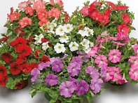 Петуния ампельная гибридная (Picobella Cascade F1)